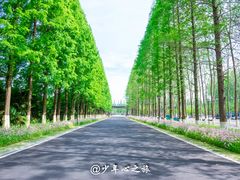 -黄海国家森林公园