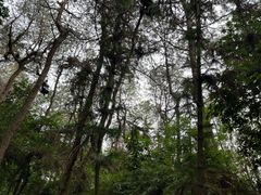 -铁山坪森林公园