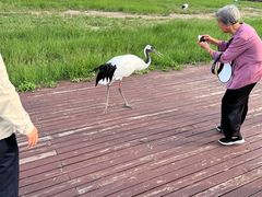 -盐城丹顶鹤湿地生态旅游区