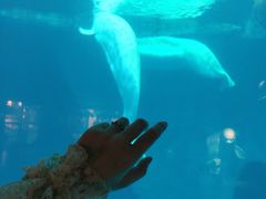 -海合安武汉极地海洋公园