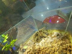 android_upload_pic-上海大自然野生昆虫馆
