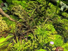 -国家植物园南园