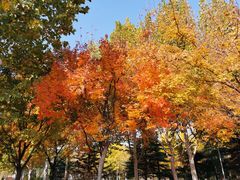 -大兴滨河森林公园