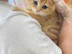 -猫十亿·布偶金渐层·曼基康矮脚猫舍(青年路店)