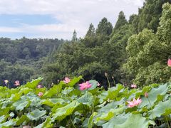 -西湖游船