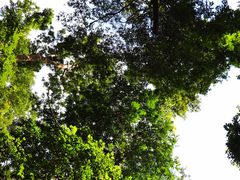 -西双版纳原始森林公园