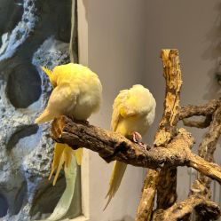 -Zoolung Zoolung动物主题公园(海信广场店)