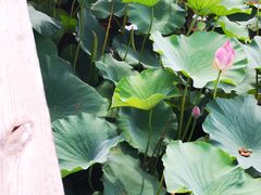 -羊亭河湿地公园