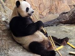 -广州长隆野生动物世界