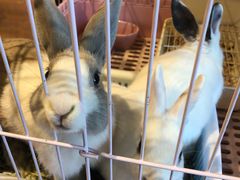 -藦茜花园宠物主题亲子互动体验馆(国顺东路店)
