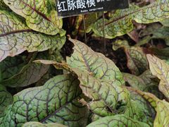 -黄兴公园