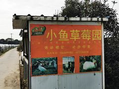 -小鱼草莓采摘园农家乐·小鱼餐厅
