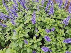 -白鹭湾湿地公园