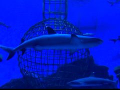 -芜湖新华联大白鲸海洋公园