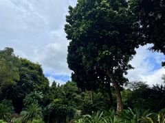 -深圳仙湖植物园