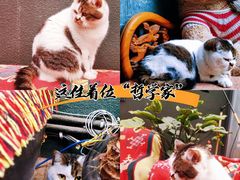 -梵猫·轻客栈(大理古城北门店)