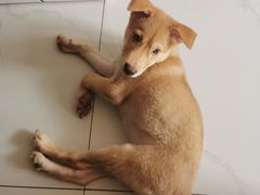 -纳吉亚猫专科动物医院·北北分院
