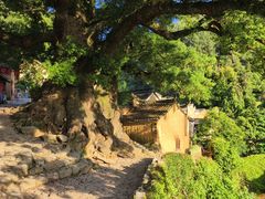 -杨家堂村