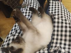 -万小咖.猫咖(中山路天虹店)