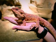 -帕帕拉兹宠物(亚洲旗舰店)