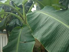 -武清南湖绿博园