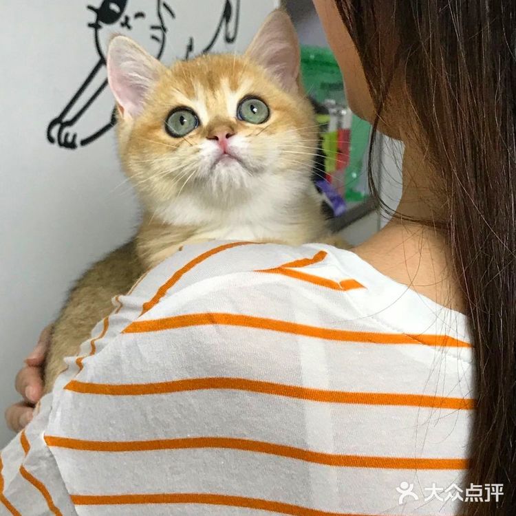 🐱我也变成铲屎官一枚了..小宝贝跟我肥家le…
