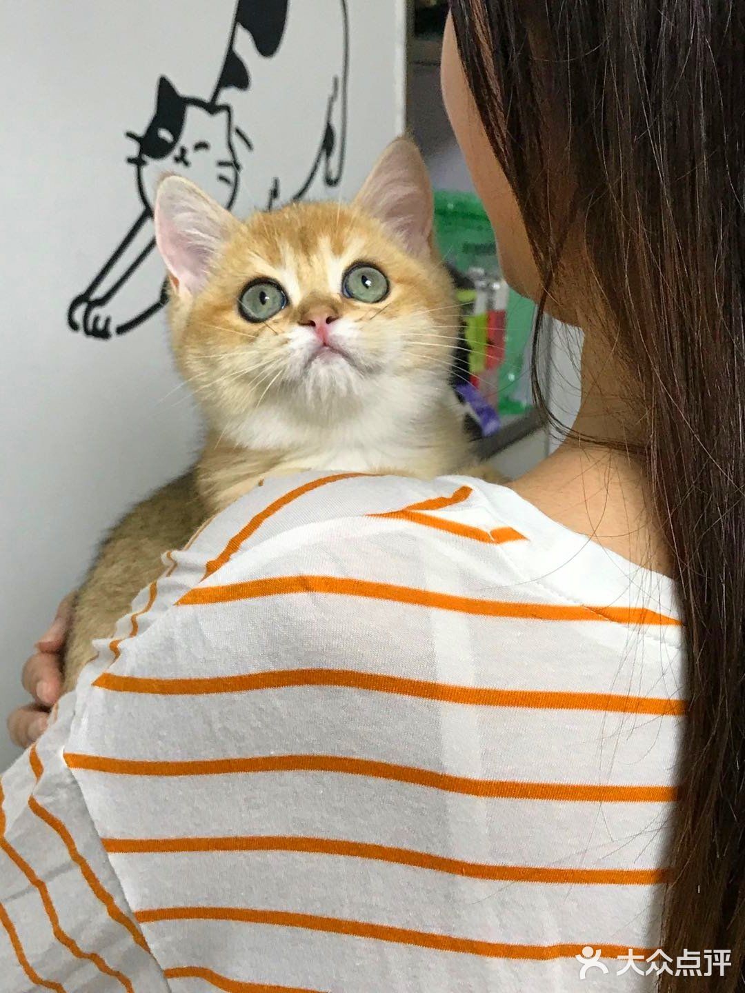 🐱我也变成铲屎官一枚了..小宝贝跟我肥家le…