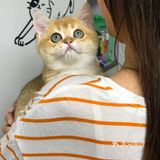 🐱我也变成铲屎官一枚了..小宝贝跟我肥家le…