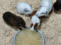-上海大自然野生昆虫馆(东方明珠·爬宠昆虫探索中心)