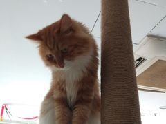 -平行世界·猫咖(首经贸店)