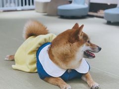 -逗柴咖啡屋·狗咖猫咖宠物桌游