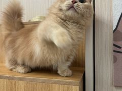 -唐小姐の私宠·宠物洗护美容·撸猫馆·购宠(周浦万达旗舰店)