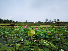 -东平国家森林公园