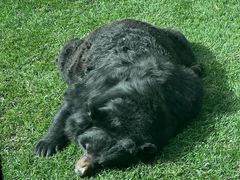 -北京野生动物园