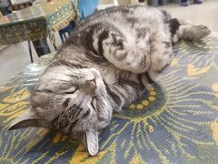 -平行世界·猫咖(首经贸店)
