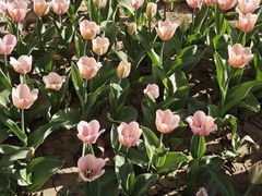 -石家庄市植物园