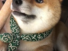 -逗柴咖啡屋·狗咖猫咖宠物桌游