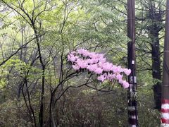 -大围山国家森林公园