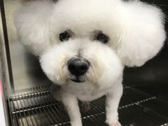 -宠福鑫康馨动物医院·骨科·眼科