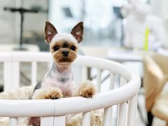 -鑫艺宠物美容培训学校