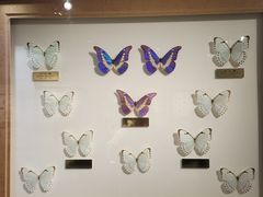 -上海昆虫博物馆