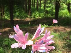 -黄海国家森林公园