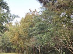-日照海滨国家森林公园