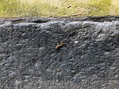 -普陀山慧济禅寺