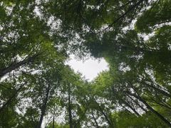 -武陵山森林公园