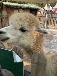 -萌宠亲子动物乐园(槐房万达店)