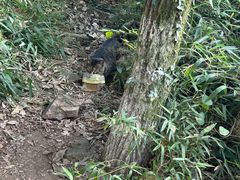 -杭州半山国家森林公园