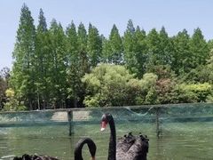 -东平国家森林公园