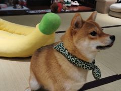 -逗柴咖啡屋·狗咖猫咖宠物桌游