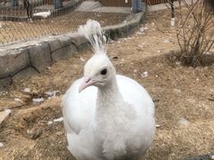 -太原动物园